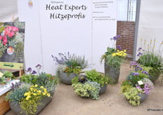 Het Heat Experts concept van Kientzler is 2 jaar geleden ontwikkeld. Bij de ontwikkeling heeft Kientzler soorten geselecteerd die het zeer goen doen in tijden van hitte en droogte. Zo kunnen deze soorten makkelijk 2 weken zonder water. Dus geen stress als je op vakantie gaat.